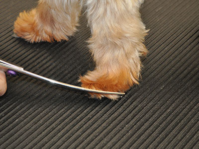 How to Trim a Yorkshire Terrier